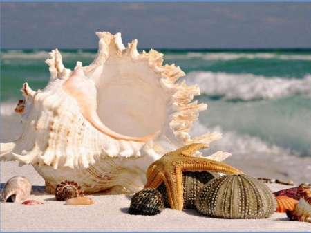 shells on the beach - shells, nature, summer, beach, sea