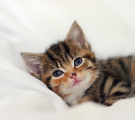 cute little kitty on the pillow - cats, kitty, animals, cute