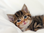 cute little kitty on the pillow