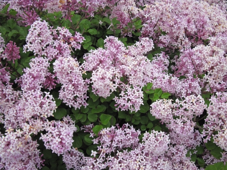 Flowers for special occasion 07 - lilacs, pink, photography, green, flowers