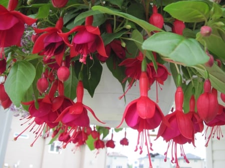 Flowers for special occasion 08 - red, photography, fuchsia, green, leaf, flowers, basket