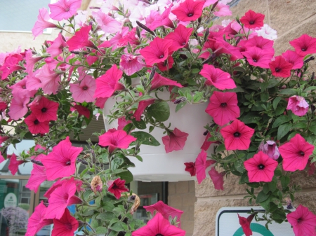 Flowers for special occasion 10 - pink, red, photography, petunias, green, flowers, basket