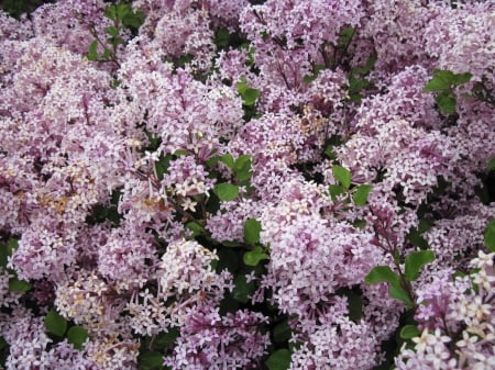 Flowers for special occasion 11 - lilacs, pink, photography, green, flowers