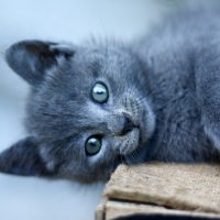Cute Kitten