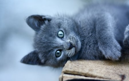 Cute Kitten - adorable, grey, cat, grey cat, photography, sweet, cute, kitten