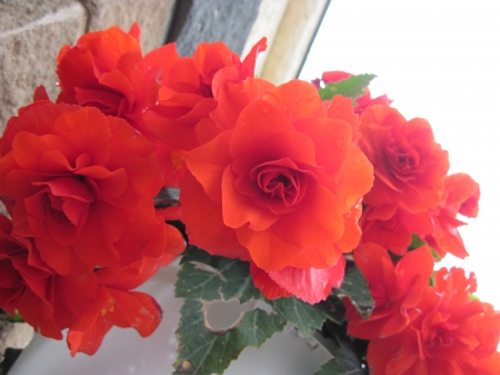 Flowers for special occasion 12 - basket, flowers, photography, red