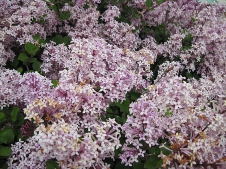 Flowers for special occasion 17 - lilacs, pink, photography, green, flowers