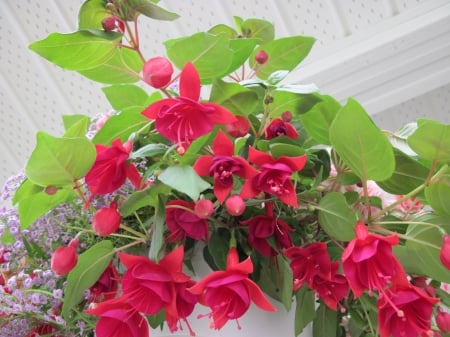 Flowers for special occasion 19 - red, photography, fuchsia, green, flowers, basket