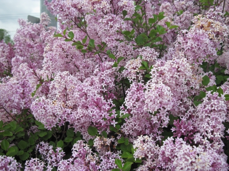 Flowers for special occasion 24 - lilacs, pink, photography, green, flowers