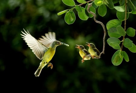 Hungry bird chicks - image, wallpaper, color, expression, new