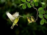 Hungry bird chicks