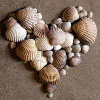 Sea â€‹â€‹shells