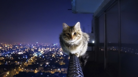 Cat on a ledge