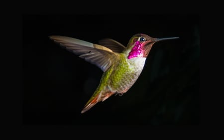 Humming Bird in Flight - bird, stop motion, humming, flight