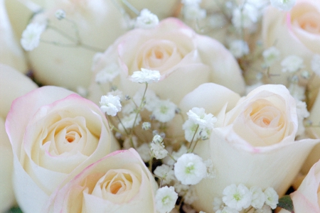 Pink Roses With Babys Breath - babys, roses, pink, breath