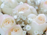 Pink Roses With Babys Breath