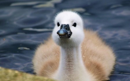 BABE - swan, babt, up, close