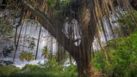 superb tropical tree in a forest - palms, forest, vines, tree