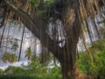 superb tropical tree in a forest