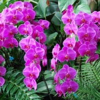 *** Orchids ***