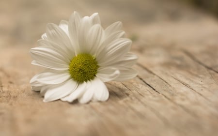 *** White dasy *** - flowers, dasy, flower, nature