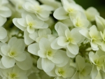 *** White hydrangea ***