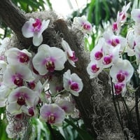 *** Orchids ***