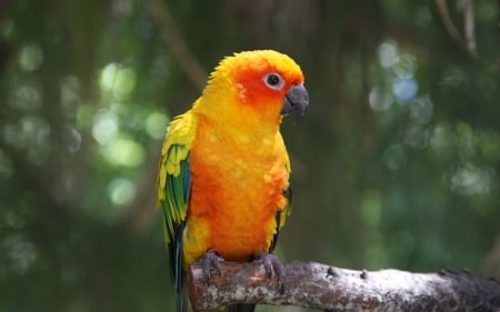 *** Colorful bird *** - bird, birds, animal, animals