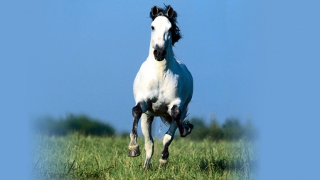 White Horse run