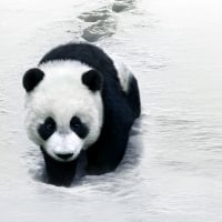 panda