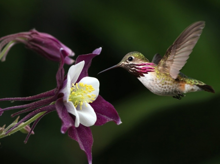 colibri - pajaro, colibri, flor, polen