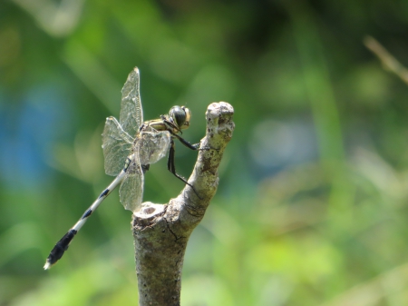 Dragonfly - damselfly, butterfly, dragonfly, odonata