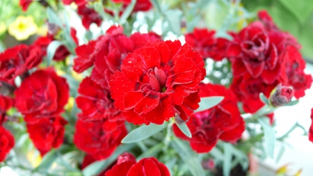 Red Flowers - nature, flowers, blueten, earth