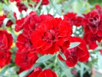 Red Flowers