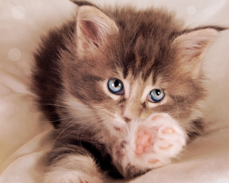 cute bleyes fluffy - cute, fluffy, cat, animals