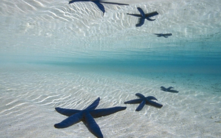 ~Starfish~ - starfish, ocean, nature, blue