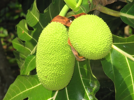 Breadfruit - food plants, vegetables, green, trees