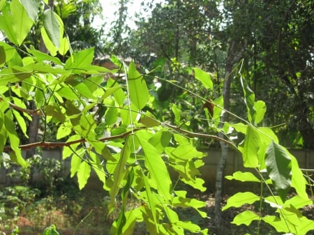 Bright Greeny Morning - greenery, nature, fields, flora