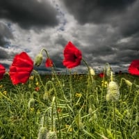 Stormy Field