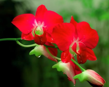 Beautiful flowers - flowers, petals, nature, red