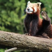 Red Panda