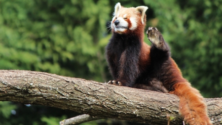 Red Panda - white, animal, funny, cute, branch, red panda, green