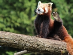 Red Panda