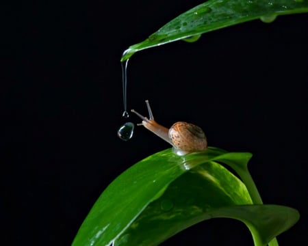 Snail - leaves, snail, animals, drops