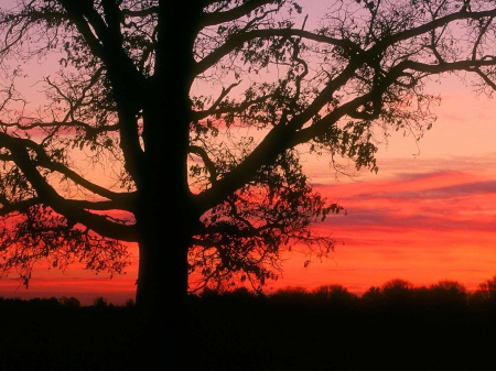 Red Sunset - nature, fields, sunset, trees