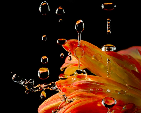 Petals - flowers, closeup, drops, petals