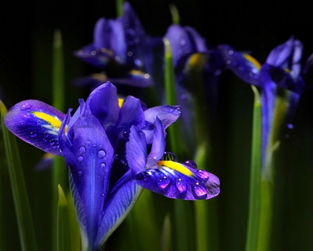 Beautiful flowers - flowers, petals, nature, blue