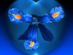 Blue petals