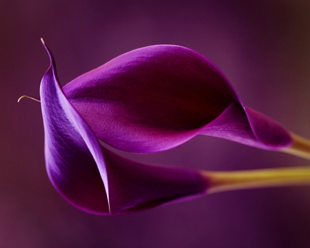 Flowers - flowers, purple, petals, nature