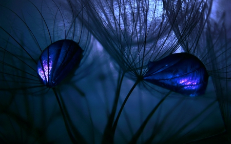 Blue beauty - flowers, art, shadow, blue